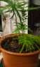 文竹盆栽綠植花卉盆景植物室內客廳水培文松云竹文竹大苗四季常青 文竹【1顆】原盆原土球發(fā)貨 高度15-25cm 曬單實(shí)拍圖