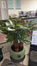 行湘三桿發(fā)財樹(shù)招財盆景 精品大盆三桿發(fā)財樹(shù)+綠色福字陶瓷盆源頭直發(fā) 曬單實(shí)拍圖