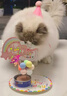 OIMG寵物生日套裝帽子圍兜可愛(ài)拍照裝飾品口水巾圍巾貓咪狗狗生日派對 生日7件套【粉色】蠟燭數字默認1 曬單實(shí)拍圖