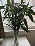 花翁富貴竹水培綠植物室內花卉盆栽70-80cm10棵（含斜紋瓶）源頭直發(fā) 曬單實(shí)拍圖