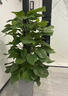 佳賀（JIAHE）大葉綠蘿柱盆栽客廳大型綠植辦公室內除甲醛凈化空氣綠籮源頭直發(fā) 【限時(shí)特惠】1.4-1.6米大葉綠蘿柱(鉆石盆) 曬單實(shí)拍圖