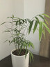 臺灣正宗內門(mén)竹：禪雅盆栽名貴竹苗室內綠植四季常青好養易活竹子 內門(mén)竹 4桿（40cm-50cm）帶盆發(fā)貨塑料盆 曬單實(shí)拍圖