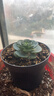 愛(ài)你一萬(wàn)年夏季多肉山地玫瑰水蜜桃酒杯粉耶羅雞蛋翡翠球花綠多肉植物盆栽 【一盆】山地玫瑰單頭2-3cm1顆 曬單實(shí)拍圖