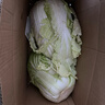 霜打黃心大白菜玲瓏黃心大娃娃菜涼拌火鍋炒菜冬儲菜產(chǎn)地批發(fā) 黃心大白菜10斤 曬單實(shí)拍圖