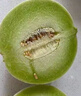 京鮮生海南頭茬玉菇甜瓜 凈重4.5斤+2粒裝 水果源頭直發(fā)包郵 曬單實(shí)拍圖