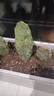 急兔仙人掌葉片可嫁接蟹爪蘭開(kāi)花無(wú)根仙人掌葉片約10厘米6片源頭直發(fā) 曬單實(shí)拍圖
