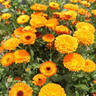 耘淘金盞菊炫彩種子矮生長(cháng)生菊花易種盆栽耐陰金盞花四季播開(kāi)花種籽孑 金盞菊炫彩種子2包約60粒 原裝 曬單實(shí)拍圖