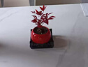 火焰南天竹盆栽冬季耐寒紅葉綠植室內外客廳陽(yáng)臺四季好養植物盆景 紅火火圓盆+火焰南天竹+底座+黑沙+吊卡 （含陶瓷盆） 曬單實(shí)拍圖