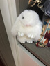 多巴胺小兔子仿獺兔毛迷你裝死兔掛件皮草包包毛絨可愛(ài)書(shū)包汽車(chē) 米白色 15cm 曬單實(shí)拍圖