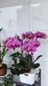 愛(ài)優(yōu)尚蝴蝶蘭帶花苞盆栽秋冬蘭花苗年宵花四季花卉植物紫六室內源頭直發(fā) 曬單實(shí)拍圖