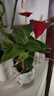 紅掌盆栽白粉掌一帆風(fēng)順帶花特大號花卉室內客廳面水培植物好養 約30-35大紅掌-早安吸 帶盆栽好 曬單實(shí)拍圖