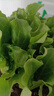 脆甜生菜秧苗帶土耐熱耐寒玻璃奶油生菜秧沙拉菜苗四季盆栽蔬菜苗 速生脆甜生菜苗30顆【20天吃菜】 曬單實(shí)拍圖