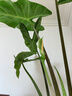土培劍葉海芋綠植室內客廳室內盆栽植物凈化空氣懶人好養綠植花卉 1加侖土培劍葉+牛皮紙50-60cm 無(wú)規格 曬單實(shí)拍圖