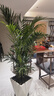 散尾葵大型盆栽富貴椰子植物鳳尾竹綠植盆栽網(wǎng)紅植落地物客廳室內 精品富貴椰子+原盆原土【容易破損】+肥料 高度1.4-1.6米【10苗起】 曬單實(shí)拍圖