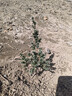 買(mǎi)一發(fā)二迎客松盆景花卉室內外四季常青耐寒松樹(shù)盆景地栽盆栽植物 16年精品苗（買(mǎi)一發(fā)二）送肥+盆 曬單實(shí)拍圖