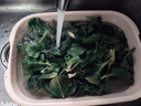 河南趴地菠菜露天霜打火鍋菜炒菜青菜新鮮菠菜現摘現發(fā)農家自種 凈重1000g新鮮現挖 曬單實(shí)拍圖