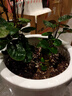 金錢(qián)兜盆栽辦公室內桌面陽(yáng)臺四季長(cháng)青盆景 錢(qián)多多原土盆 曬單實(shí)拍圖