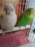 萬(wàn)寵匯 鳥(niǎo)活體虎皮鸚鵡籠養牡丹玄風(fēng)活鳥(niǎo)學(xué)說(shuō)話(huà)手養小太陽(yáng)鸚鵡寵物鸚鵡 白色虎皮+黃色虎皮 曬單實(shí)拍圖