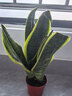金邊虎皮蘭新房辦公室多肉植物花卉白玉虎皮蘭長(cháng)腳虎皮蘭綠植盆栽 3棵金邊虎皮蘭+1個(gè)加侖盆送底托 曬單實(shí)拍圖