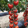 中科茂華蔬菜種子花生果紅禧櫻桃番茄種子酸甜口圓形串收小西紅柿千禧 紅禧櫻桃番茄50粒/袋 曬單實(shí)拍圖