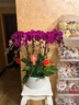 鮮花情大花蝴蝶蘭盆栽帶花盆【專(zhuān)人送花】喬遷禮物送爸媽長(cháng)輩同事 8株紫色蝴蝶蘭裝飾隨機-底盆隨機可選 今日達-同城配送到家-可預定 曬單實(shí)拍圖