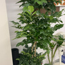 愛(ài)優(yōu)尚幸福樹(shù)盆栽客廳室內大型綠植辦公室喬遷新家綠寶凈化空氣源頭直發(fā) 曬單實(shí)拍圖