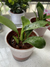 雙盟金鉆盆栽綠公主辦公室客廳花卉吸毒王吸甲醛好養易活綠植源頭直發(fā) 曬單實(shí)拍圖