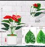 百動(dòng)12頭仿真紅掌盆栽假花人造綠植室內盆景假植物裝飾品塑料花卉擺件 曬單實(shí)拍圖