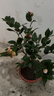 香妃茶花苗濃香型陽(yáng)臺盆栽四季開(kāi)花好養大紅花赤丹庭院地栽苗木 香妃茶花50-60厘米高（帶花苞） 曬單實(shí)拍圖