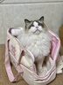 嬉皮狗貓包寵物包貓咪背包外出包便攜寵物狗包Kitty聯(lián)名款 粉色大號 曬單實(shí)拍圖