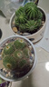 嘆為觀(guān)止仙人球群生多頭盆栽金冠銀冠室辦公室桌面耐旱綠植 銀冠金冠仙人球 曬單實(shí)拍圖