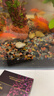 萌嘟星寵亞馬遜水草泥強肥力營(yíng)養土魚(yú)缸水族箱造景底沙水草種植泥砂 5斤裝 曬單實(shí)拍圖