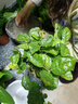 雙盟綠蘿盆栽除甲醛花卉綠植辦公室新房?jì)艋諝?120款10盆源頭直發(fā) 曬單實(shí)拍圖