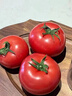 【柿柿如意】正宗普羅旺斯沙瓤西紅柿水果自然熟番茄直播間 5斤彩箱 凈重 4.5斤 包裝精致-饋贈佳品 陜西普羅旺斯【小時(shí)候的味道】 曬單實(shí)拍圖