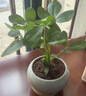 愛(ài)優(yōu)尚八方來(lái)財鴨腳木盆栽桌面盆景辦公室招財植物綠植白盆源頭直發(fā) 曬單實(shí)拍圖