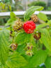 臨雅樹(shù)莓苗雙季覆盆子果樹(shù)苗盆栽地栽南北方種植當年結果紅黃黑樹(shù)莓苗 【旗艦款】南紅紅樹(shù)莓苗-1棵 曬單實(shí)拍圖
