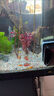七葉島水草魚(yú)缸造景水草植物直接入缸水培植物蜈蚣草水溶懶人造景整套 【精品級】隨機1杯水草（送凈水環(huán)） 曬單實(shí)拍圖