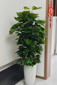 Only you【2小時(shí)達】發(fā)財樹(shù)大型盆栽綠植花卉室內客廳辦公室開(kāi)業(yè)喬遷生日 金錢(qián)樹(shù) 曬單實(shí)拍圖