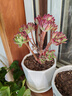 紅稚蓮多肉植物老樁姬紅花月轉運珠帶盆桌面盆栽組合綠植花卉盆栽 紅稚蓮老樁【10厘米育苗盆栽好】 曬單實(shí)拍圖