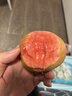 京喜加廣東軟心紅心番石榴新鮮芭樂(lè )香軟糯當季大果紅心芭樂(lè )新鮮低糖水果 紅心軟心芭樂(lè )帶箱1斤凈重0.8斤 曬單實(shí)拍圖