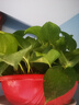 長(cháng)藤綠蘿垂吊綠植室內吊蘭吸甲醛凈化空氣綠植盆栽稀有綠蘿盆栽 【盆口直徑32厘米】短藤紅盆綠蘿1盆送肥料 曬單實(shí)拍圖