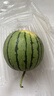 【新鮮發(fā)貨】特小鳳冰淇淋西瓜黃心黃瓤手新鮮多汁一整箱脆甜皮薄 特小鳳2-3斤（1-2粒）凈重2斤+ 曬單實(shí)拍圖