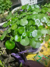 JCZS銅錢(qián)草水培植物老樁盆栽室內外水養大葉金錢(qián)草根芽好養易養活綠植 A+精品銅錢(qián)草【一盆不含盆約150株】帶葉 曬單實(shí)拍圖