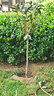 柿子樹(shù)苗爆甜嫁接火晶柿樹(shù)苗特大脆甜柿子樹(shù)苗盆栽地栽南北方種植 火晶柿子?五年苗?當年結果?高度90-1.1米 曬單實(shí)拍圖
