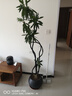 臨雅百合竹客廳綠植盆栽高端室內真花四季好養植物1.5m圓球盆源頭直發(fā) 曬單實(shí)拍圖