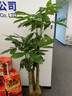 七葉島綠植發(fā)財樹(shù)綠植客廳大盆栽喬遷開(kāi)業(yè)步步高發(fā)財樹(shù)大盆落地綠植盆栽 【精品級】三桿步步高發(fā)財樹(shù)1.6-1.8米 白色圓形樹(shù)脂盆【送接水盤(pán)＋肥料】 曬單實(shí)拍圖