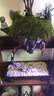 【天空之城盆景】小葉紫黑古茶老樁綠植高檔懸掛式植物盆栽花卉 叢林天空之城50-60高+沙彌+小馬 曬單實(shí)拍圖