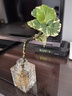 臨雅水培圓葉福祿桐錢(qián)多多盆栽植物客廳桌面水養綠植四方瓶源頭直發(fā) 曬單實(shí)拍圖