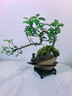 【清香木盆景】飄枝老樁花卉好養綠植盆栽茶桌高檔年貨帶花盆底座 酒壺盆清香木15-20+底座+小沙彌 曬單實(shí)拍圖