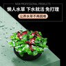 瘋狂水草坨草魚(yú)缸水草植物直接入缸真水草4棵魚(yú)缸造景套餐 源頭直發(fā)包郵 曬單實(shí)拍圖